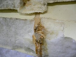 �|���G�X�e�� �m�[�Y�܂� �����O 1_2